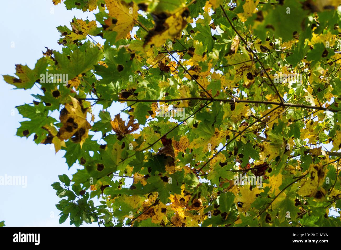 Teerfleckenkrankheit bei Laub an einem Ahorn Baum im Herbst Foto Stock