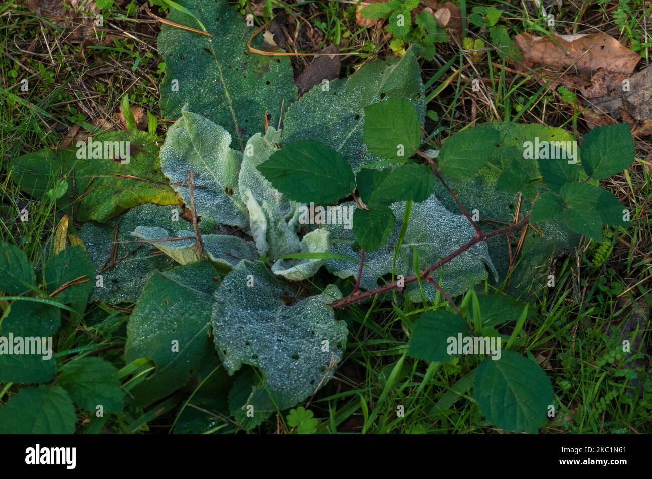 Königkerze Blattrosette mit Raureif im Herbst Foto Stock