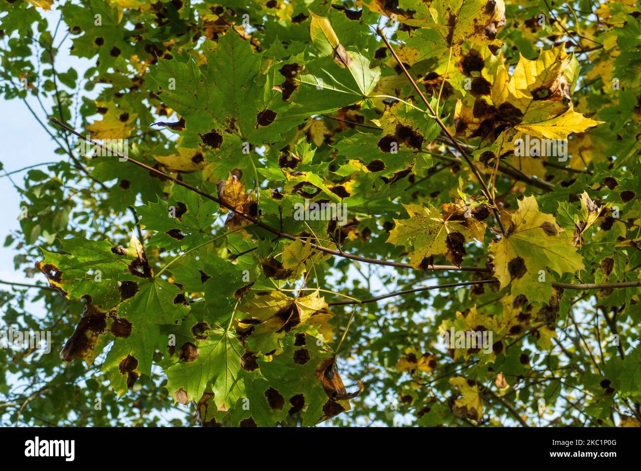 Teerfleckenkrankheit bei Laub an einem Ahorn Baum im Herbst Foto Stock