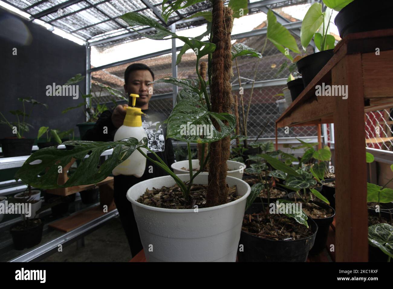 Un uomo è visto annaffiare le piante decorative Monstera Acuminata e Monstera Esqueleto per l'esportazione, presso lo stabilimento di Kazaina Store, a Tamansari, Bogor Regency, Giava Occidentale, Indonesia, Ottobre 14, 2020. Vari tipi di piante ornamentali sono aumentati del 80 per cento con un totale di 250 piante in vaso ogni. Mesi per ordini ad un certo numero di paesi come Francia, Hong Kong, gli Stati Uniti, Canada, Filippine e Thailandia. (Foto di Adriana Adie/NurPhoto) Foto Stock