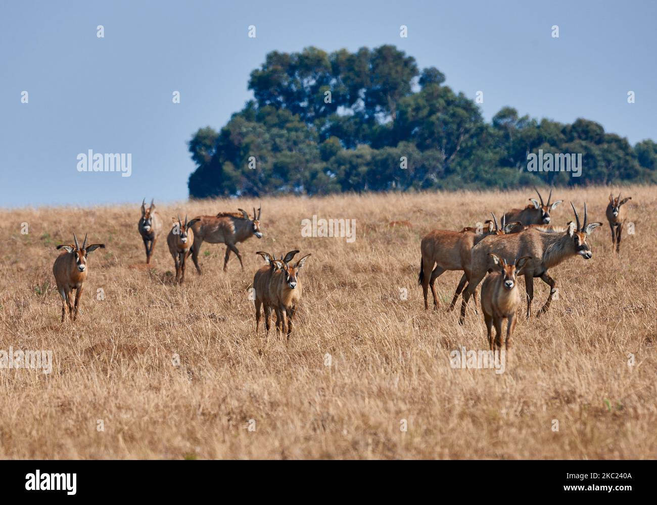 Antelope Roan con i nemici, Ippogreno equino, Nyika Plateau, Malawi, Africa Foto Stock