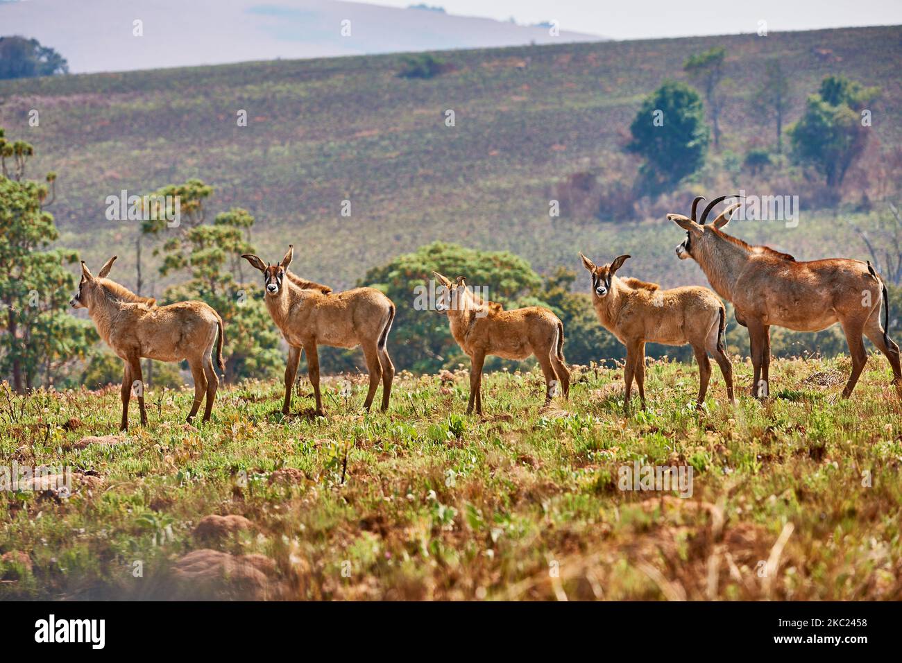 Antelope Roan con i nemici, Ippogreno equino, Nyika Plateau, Malawi, Africa Foto Stock