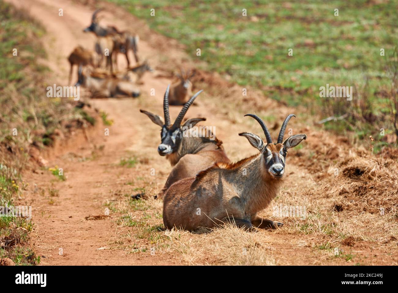 Antelope Roan, Ippogrago equinus, Altopiano di Nyika, Malawi, Africa Foto Stock