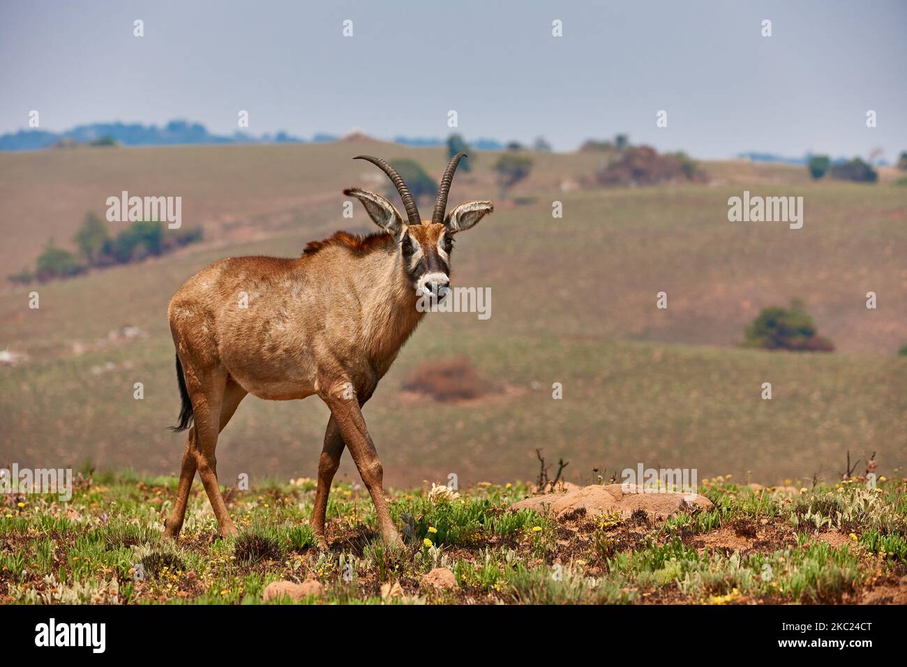 Antelope Roan, Ippogrago equinus, Altopiano di Nyika, Malawi, Africa Foto Stock