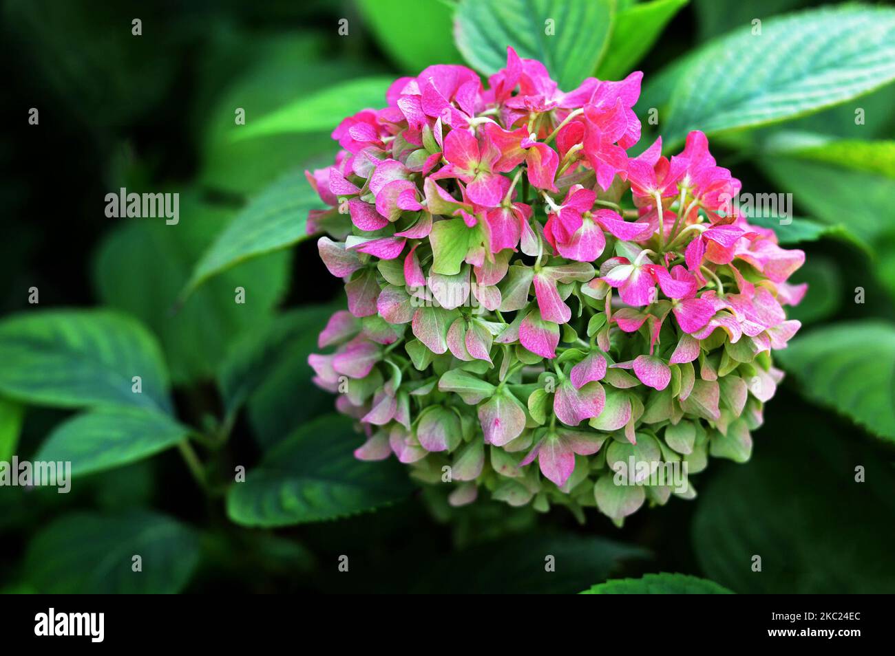 Fiore di idrangea in giardino autunnale Foto Stock