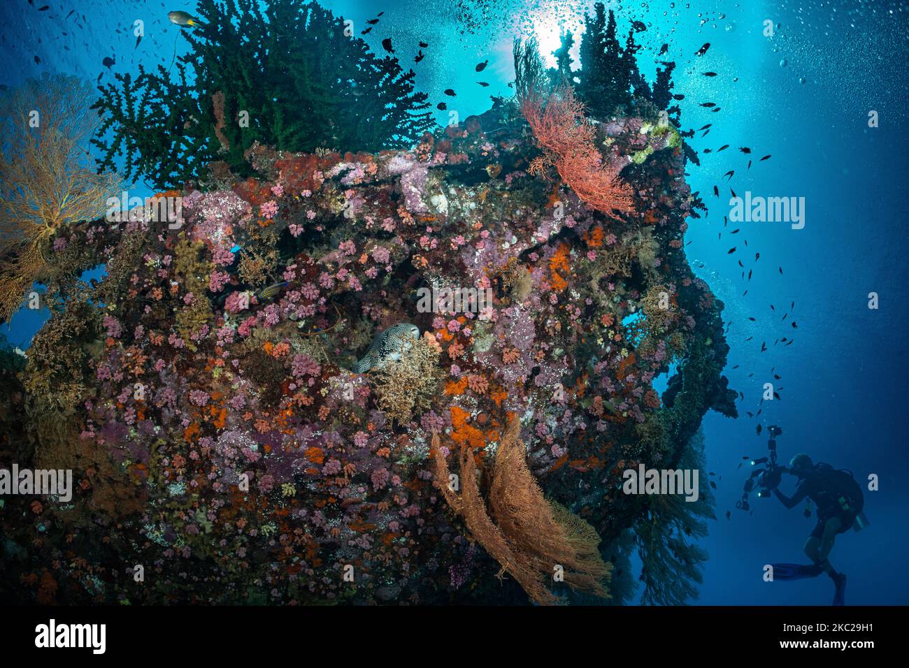 Croce Wreck, Manokwari, Papua, Indonesia. WW2 naufragio Foto Stock