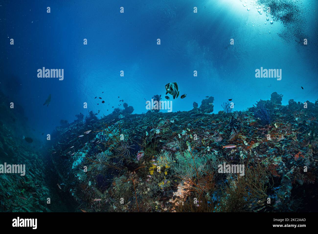 Croce Wreck, Manokwari, Papua, Indonesia. WW2 naufragio Foto Stock