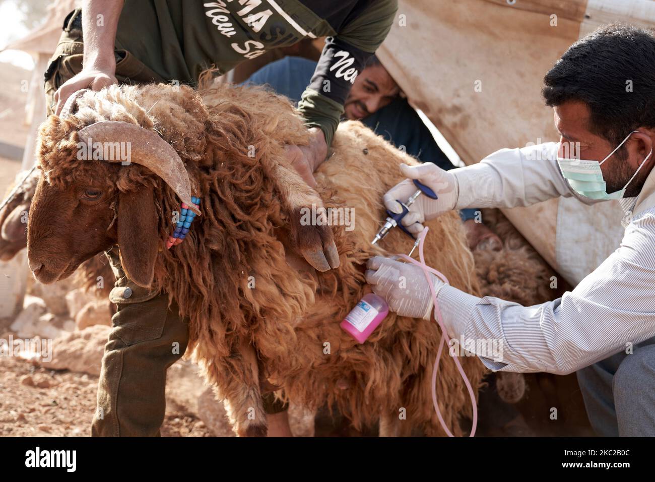 Vaccinazione delle pecore contro l'afta epizootica nei campi profughi vicino alla provincia di Idlib, Siria il 20 ottobre 2020 (Foto di Karam Almasri/NurPhoto) Foto Stock