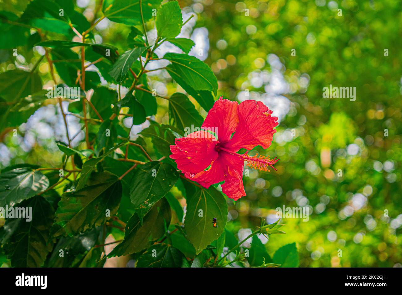 fiore rosso tra le foglie Foto Stock