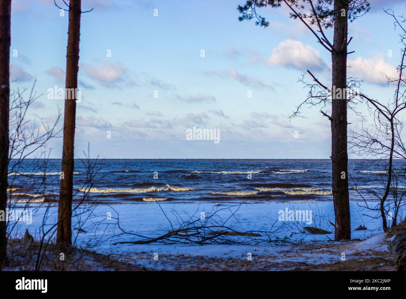 La costa del Mar Baltico in Lettonia. Pineta in inverno. Foto Stock