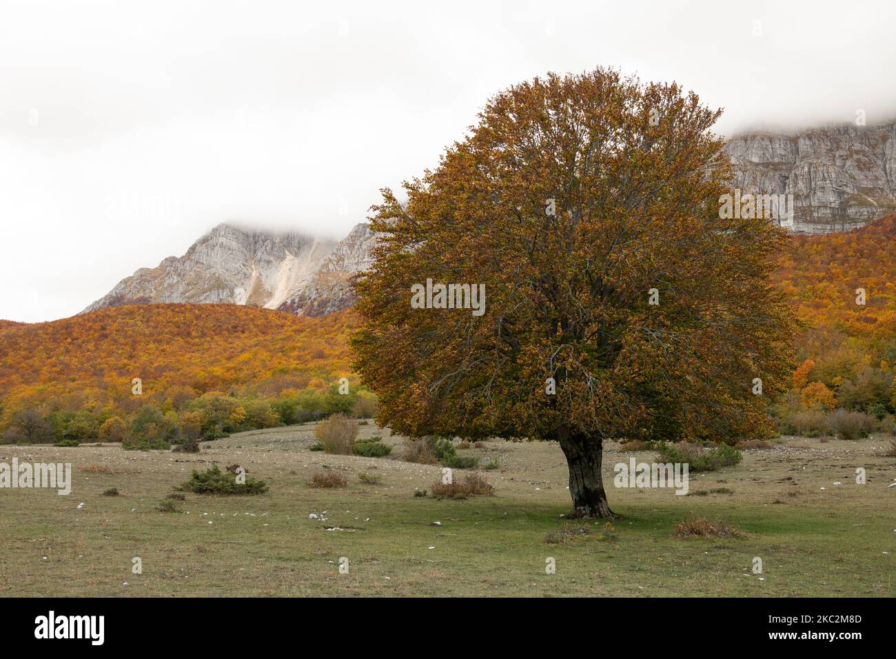 Fogliame autunnale sui colori più alti nel Parco Regionale Sirente Velino, Abruzzo (Italia), il 25 ottobre 2020. (Foto di Lorenzo di Cola/NurPhoto) Foto Stock