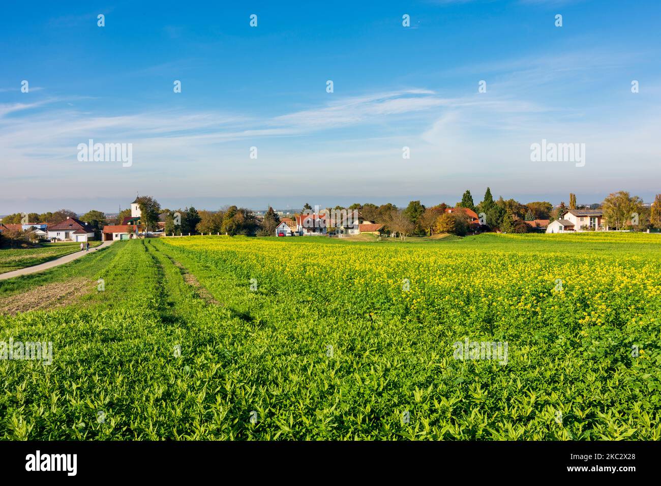 Judenau-Baumgarten: Campo, vista di Baumgarten a Wienerwald, boschi di Vienna, Niederösterreich, bassa Austria, Austria Foto Stock