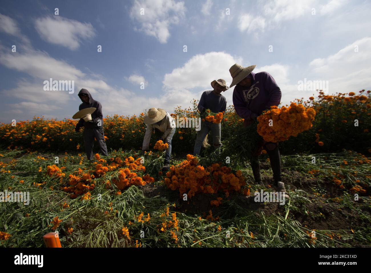 Cempasuchil flower growers in Chalco, Stato del Messico il 31 ottobre 2020.  I contadini del comune di Chalco nello Stato del Messico, anno dopo anno  sono diventati produttori del fiore di marigold,