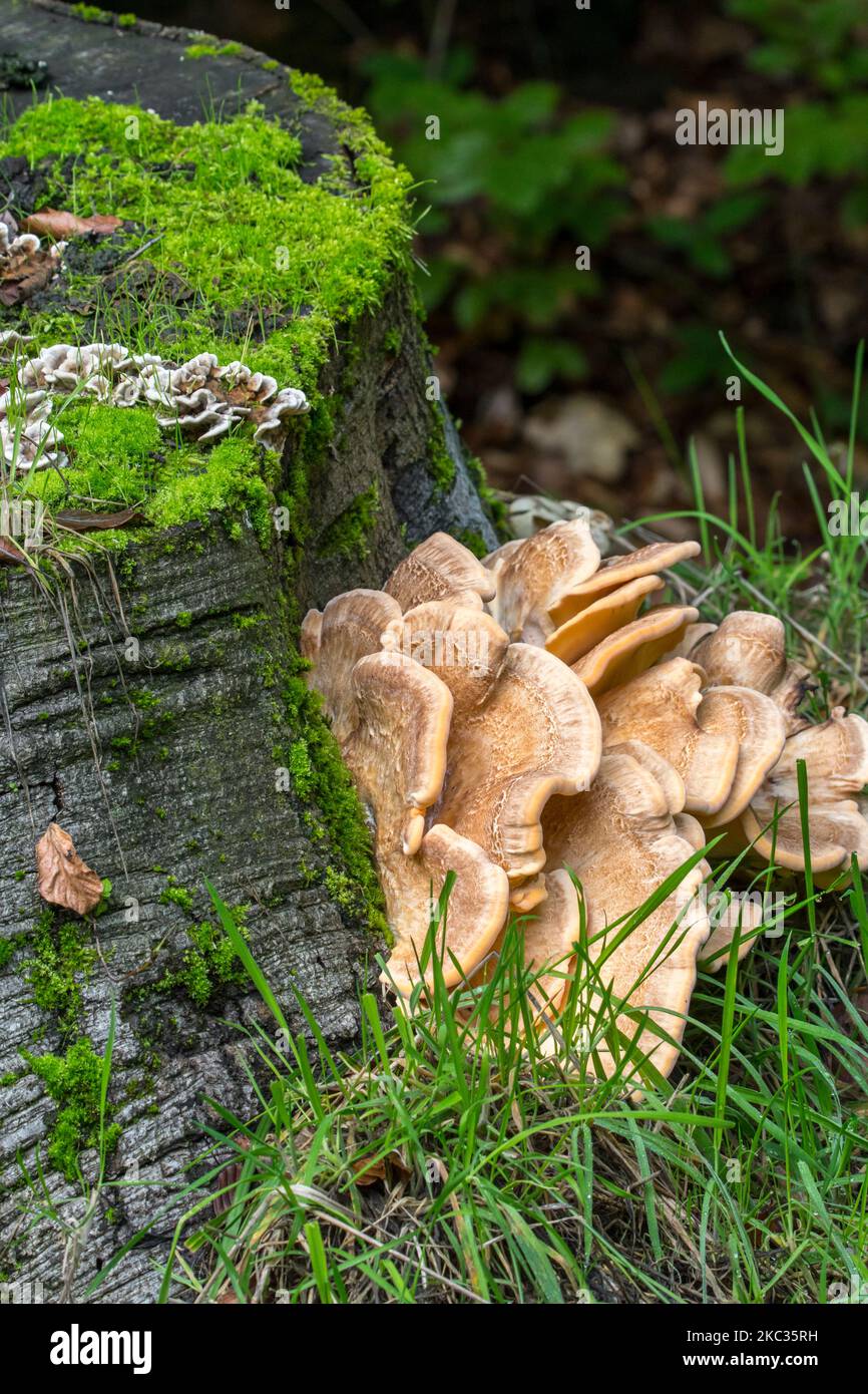 Polipo gigante / polipo nero colorante (Meripilus giganteus) E Trametes funghi che crescono alla base di tronco di albero in autunno foresta Foto Stock