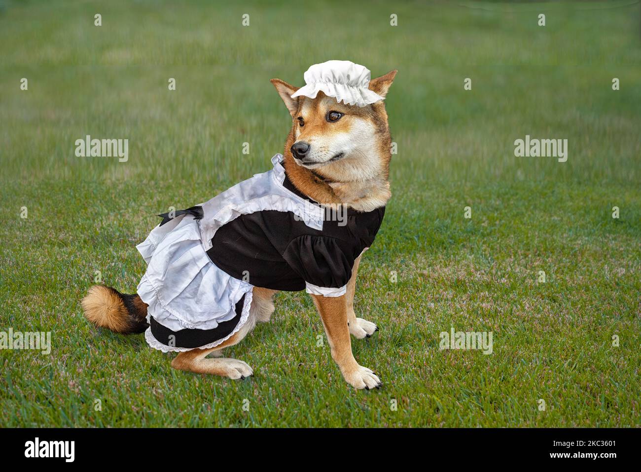 Shiba Inu grande cane vestito in un costume di cameriera per Hollaween, seduto su erba verde. Foto Stock