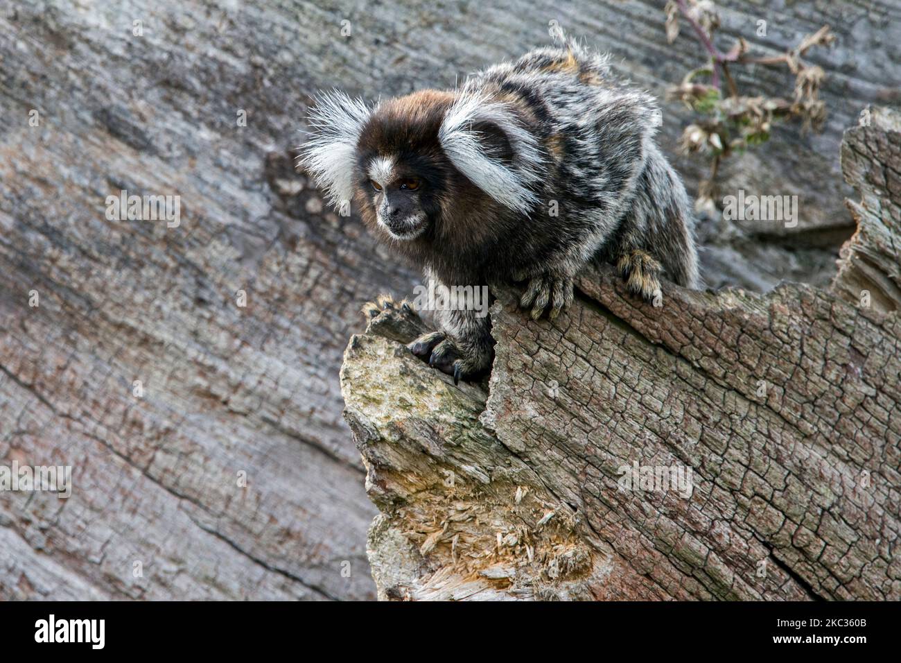 Marmoset comune / marmoset bianco-tufted / marmoset bianco-tufted-orecchio (Callithrix jacchus) nella foresta, scimmia del nuovo mondo nativo del Brasile Foto Stock