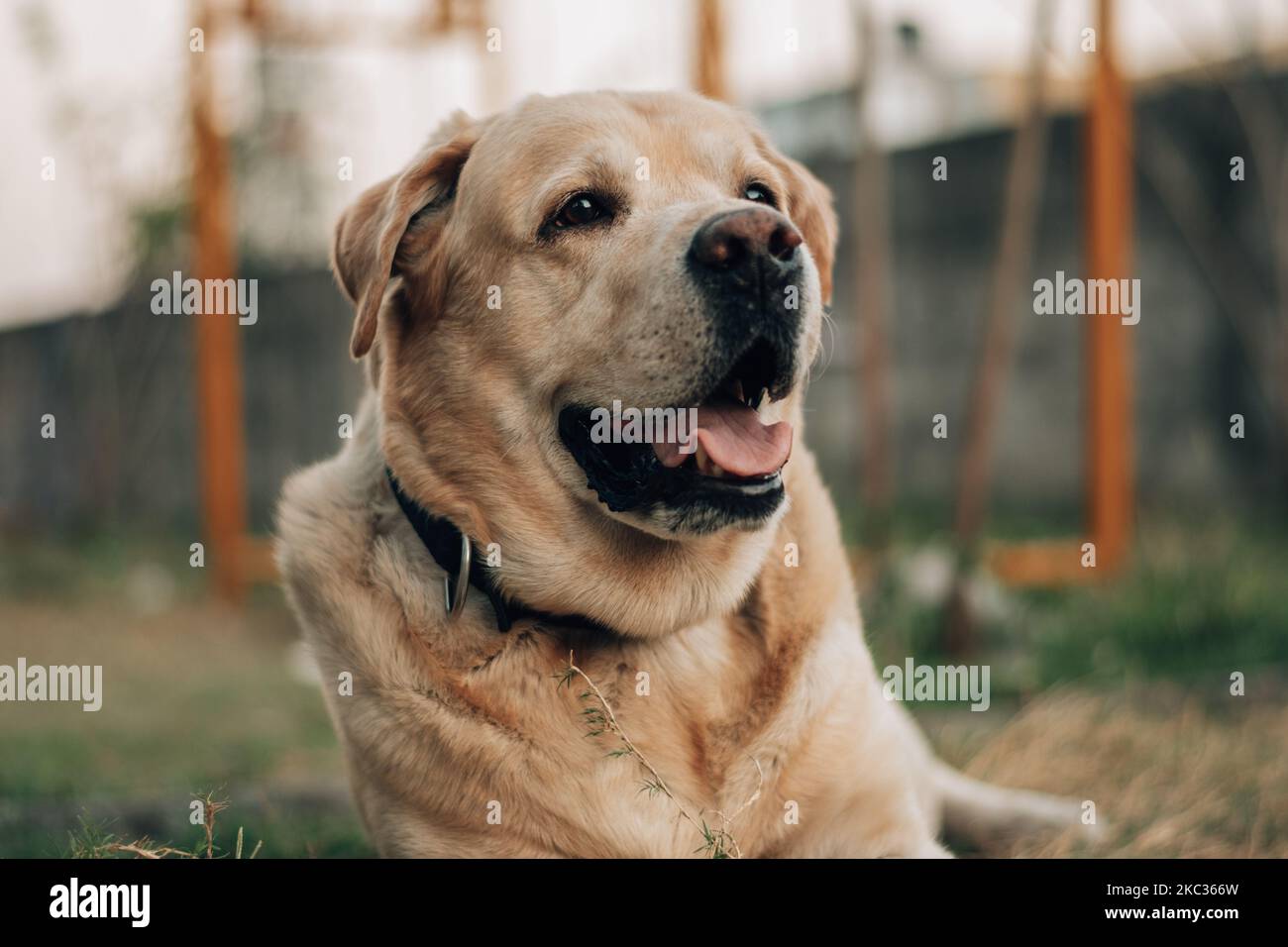 Un primo piano di un Labrador Retriever dorato, Canis lupus familiaris seduto sull'erba Foto Stock