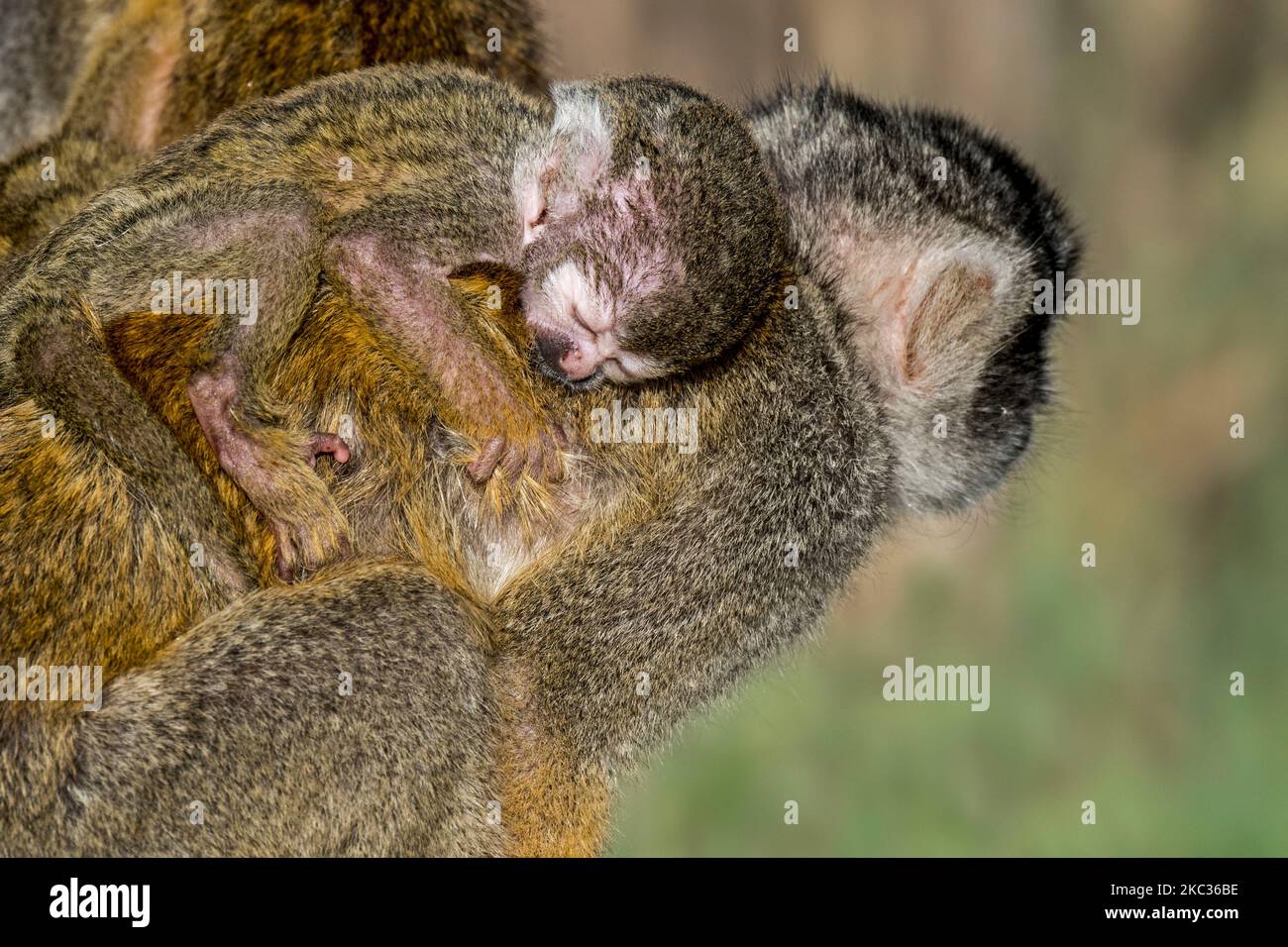 Scimmia scoiattolo con cappuccio nero / scimmia scoiattolo peruviana (saimiri boliviensis peruviensis) femmina con bambino addormentato aggrappato alla schiena Foto Stock