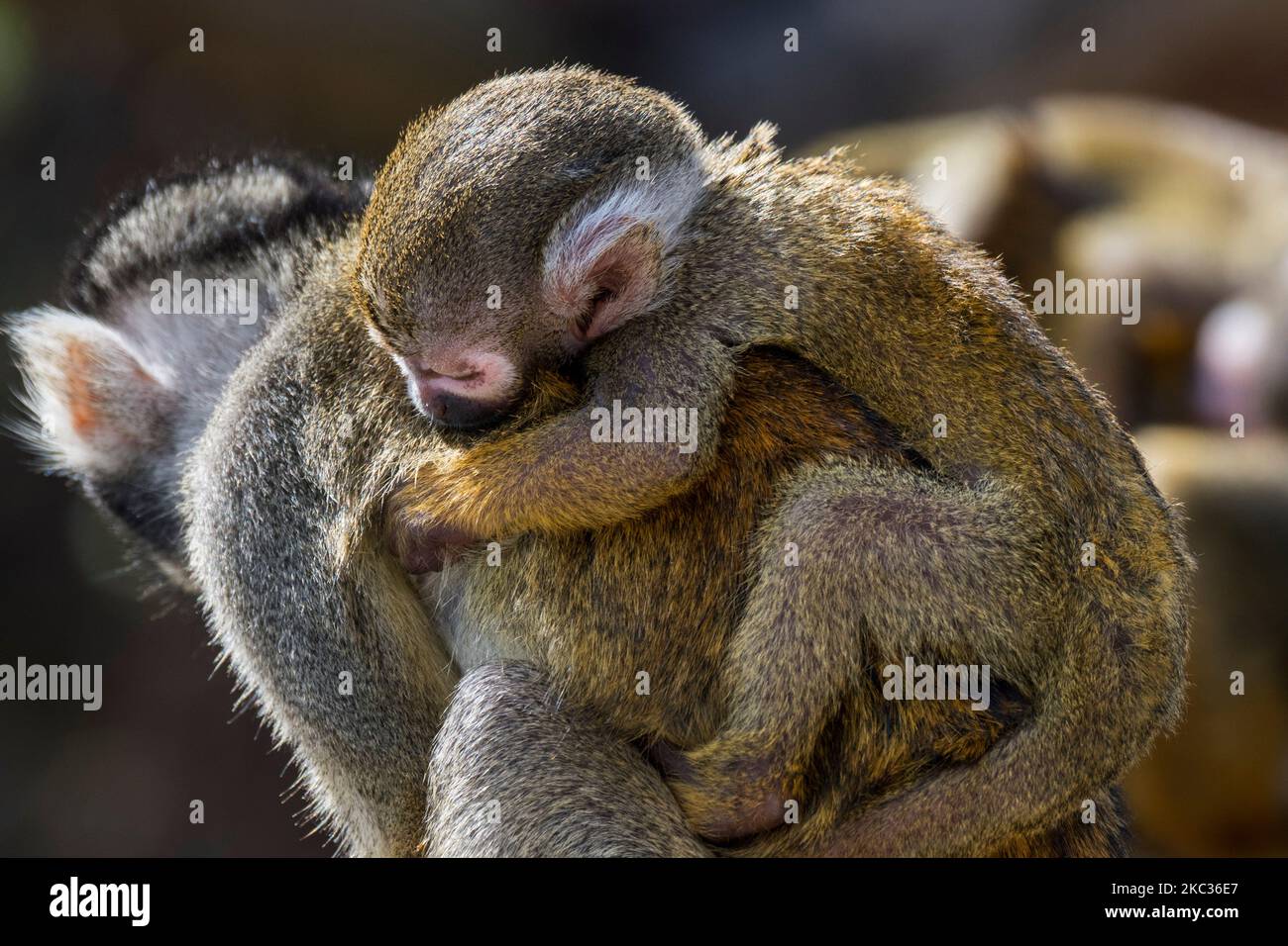 Scimmia scoiattolo con cappuccio nero / scimmia scoiattolo peruviana (saimiri boliviensis peruviensis) femmina con bambino addormentato aggrappato alla schiena Foto Stock