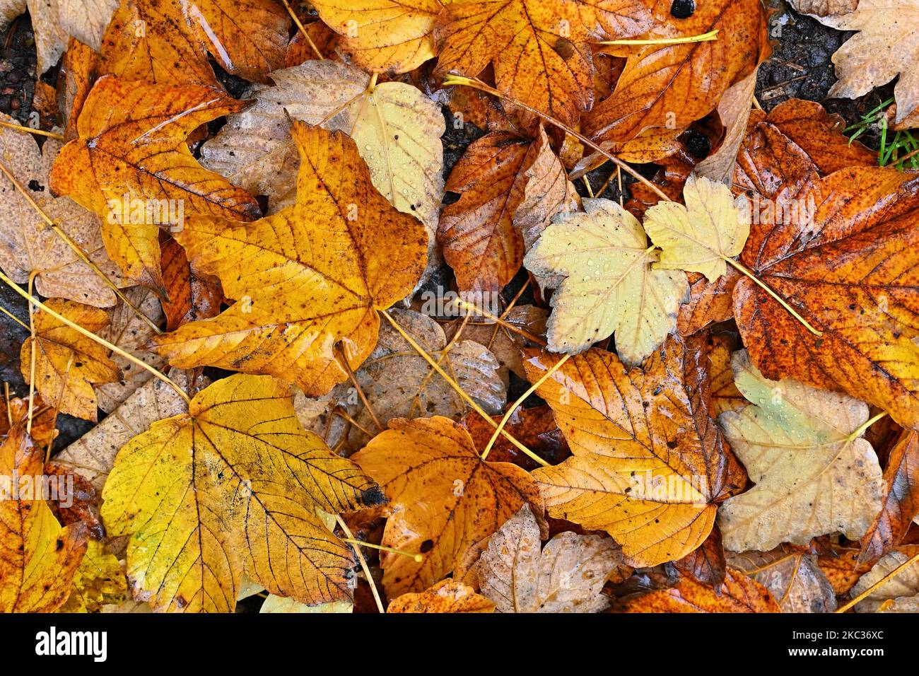 Autunno sfondo. Belle foglie colorate da un albero. Tempo di caduta nella natura. Foto Stock