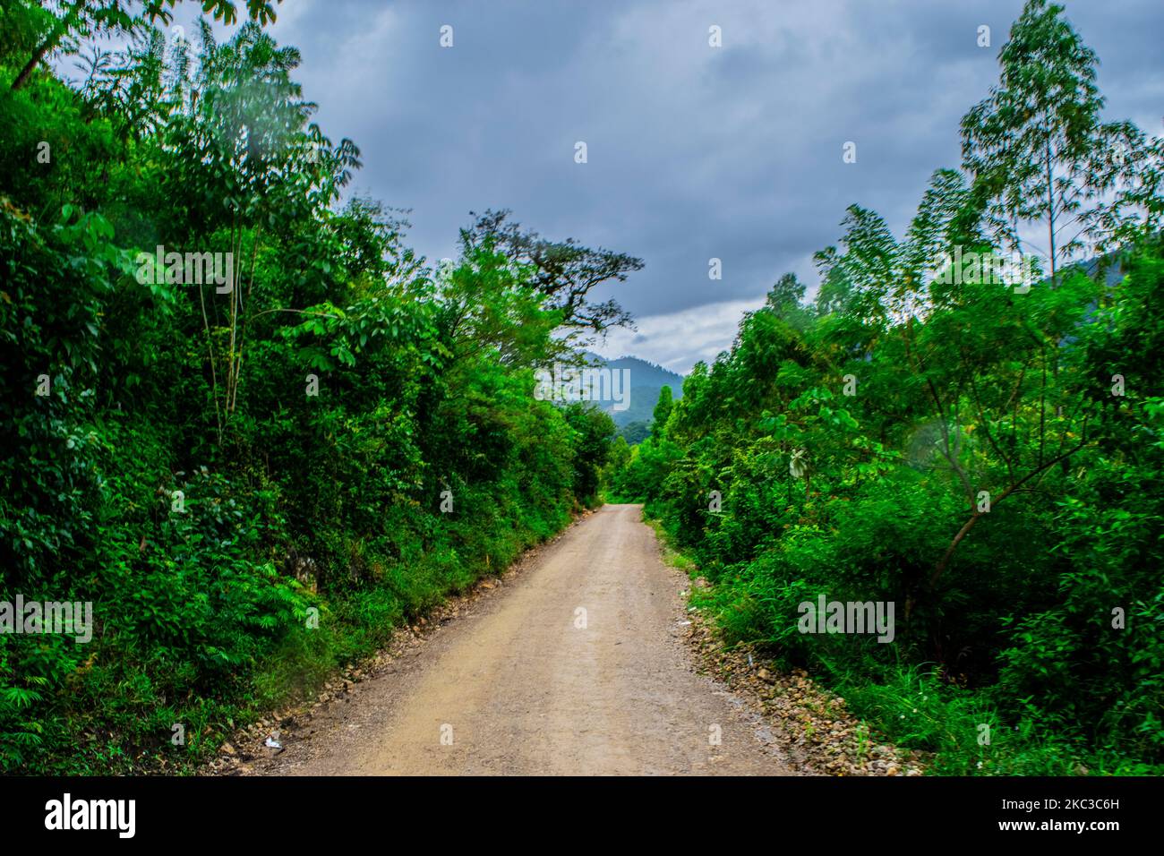 camino nella foresta Foto Stock