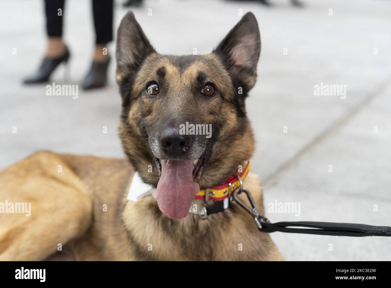Animali che partecipano alla presentazione della campagna "adotta un pensionato 2021", al Palacio de Cibeles di Madrid (Spagna), il 6 novembre 2020. La campagna è stata organizzata dalla Asociación Héroes de 4 Patas e incoraggia l'adozione di cani in pensione che hanno servito nelle forze di sicurezza dello Stato e corpo. (Foto di Oscar Gonzalez/NurPhoto) Foto Stock