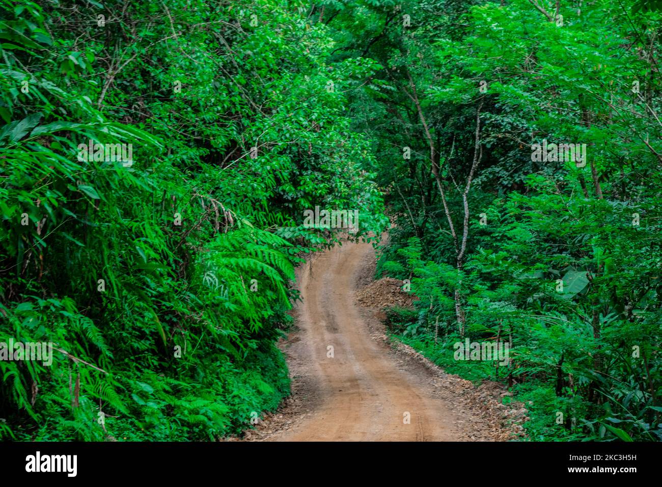 camino nel mezzo della giungla Foto Stock