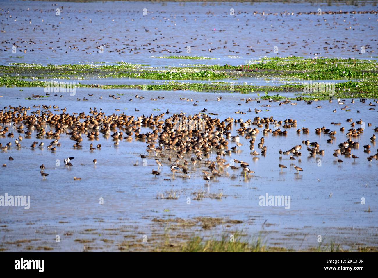 Uccelli migratori avvistati al Pobitora Wildlife Sanctuary, nel distretto di Morigaon, stato nordorientale di Assam, India, il 8,2020 novembre. (Foto di Anuwar Hazarika/NurPhoto) Foto Stock