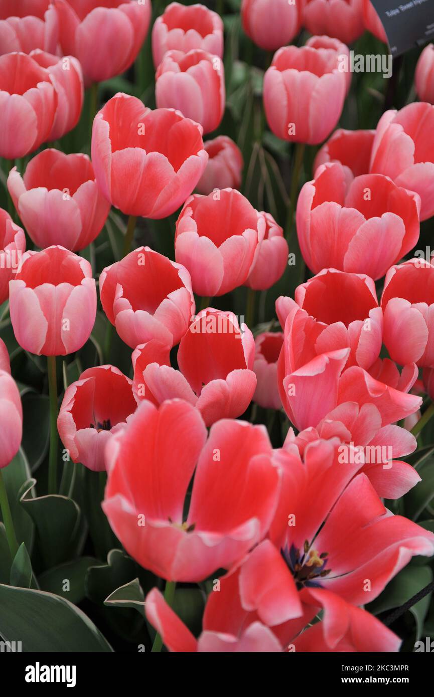 Rosa Darwin tulipani ibridi (Tulipa) Dolce impressione con fogliame variegato fiorire in un giardino nel mese di aprile Foto Stock