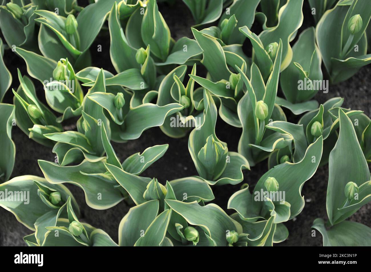 Tulipani trionfali (Tulipa) Dolce presente con fogliame variegato e boccioli verdi e bianchi in un giardino nel mese di marzo Foto Stock