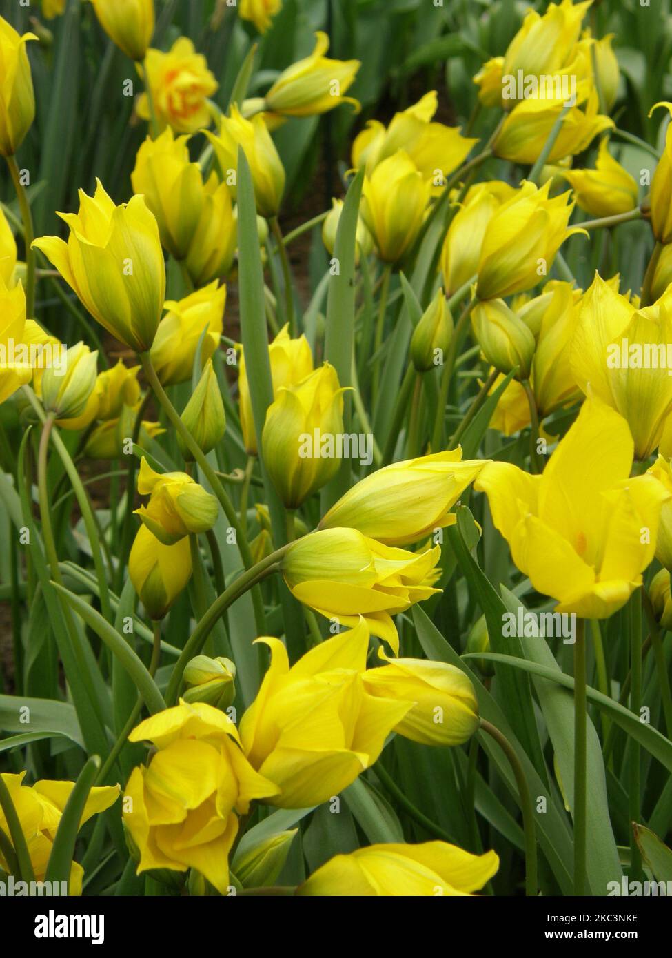 Tulipani selvatici (Tulipa sylvestris) fiorito in un giardino nel mese di aprile Foto Stock