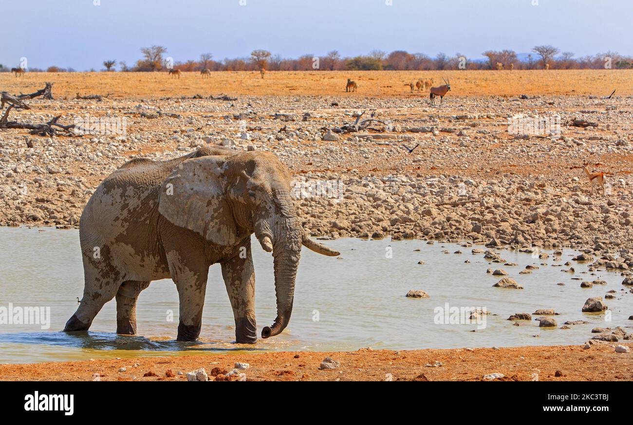 Vista dal campo di Okaukeujo, una vivace buca d'acqua dove gli animali vengono a dissetarsi, tra cui elefanti e molte antilopi Foto Stock
