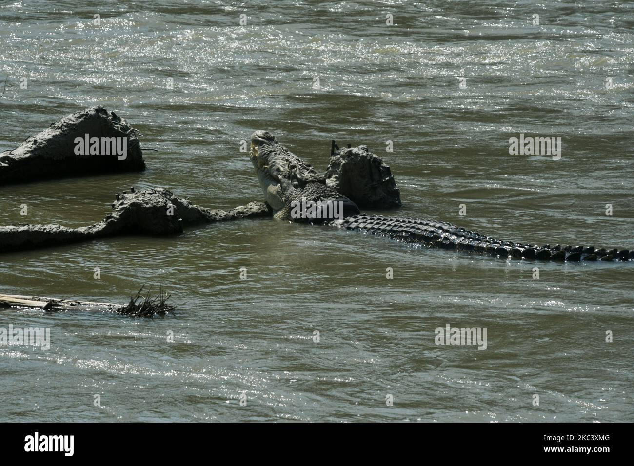 Un coccodrillo selvatico catturato in un pneumatico da motocicletta è  apparso sul fiume Palu a Palu, nella Provincia Centrale di Sulawesi,  Indonesia, giovedì (12/11/2020). Il coccodrillo selvaggio, catturato in una  gomma da