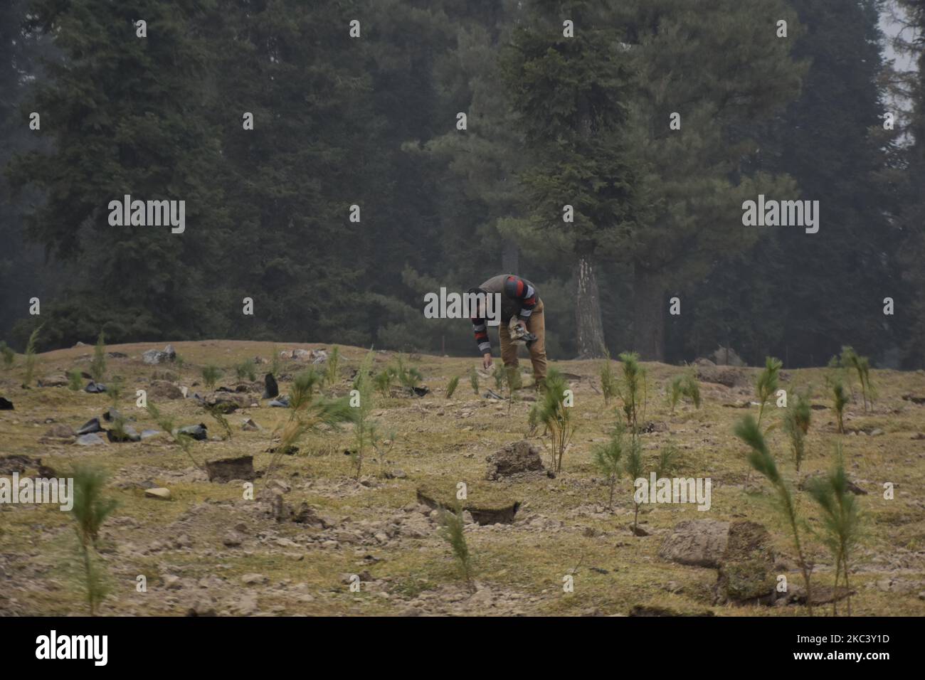 I lavoratori piantano alberi in una foresta nella zona di Drang del distretto di Baramulla, a nord di Srinagar, indiano amministrato Kashmir il 12 novembre 2020. I funzionari stanno identificando le pathes deforstrated nelle foreste e piantano gli alberi nuovi. (Foto di Muzamil Mattoo/NurPhoto) Foto Stock I lavoratori piantano alberi in una foresta nella zona di Drang del distretto di Baramulla, a nord di Srinagar, indiano amministrato Kashmir il 12 novembre 2020. I funzionari stanno identificando le pathes deforstrated nelle foreste e piantano gli alberi nuovi. (Foto di Muzamil Mattoo/NurPhoto) Foto Stock