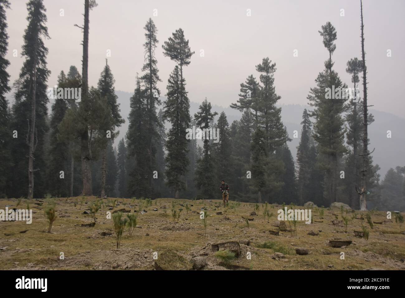 I lavoratori piantano alberi in una foresta nella zona di Drang del distretto di Baramulla, a nord di Srinagar, indiano amministrato Kashmir il 12 novembre 2020. I funzionari stanno identificando le pathes deforstrated nelle foreste e piantano gli alberi nuovi. (Foto di Muzamil Mattoo/NurPhoto) Foto Stock I lavoratori piantano alberi in una foresta nella zona di Drang del distretto di Baramulla, a nord di Srinagar, indiano amministrato Kashmir il 12 novembre 2020. I funzionari stanno identificando le pathes deforstrated nelle foreste e piantano gli alberi nuovi. (Foto di Muzamil Mattoo/NurPhoto) Foto Stock
