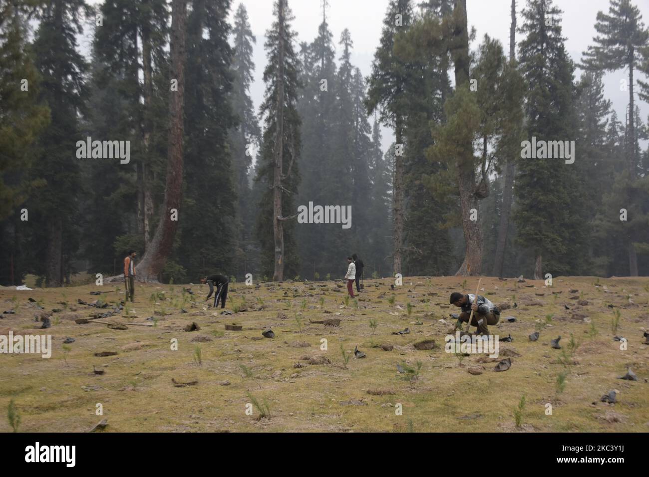 I lavoratori piantano alberi in una foresta nella zona di Drang del distretto di Baramulla, a nord di Srinagar, indiano amministrato Kashmir il 12 novembre 2020. I funzionari stanno identificando le pathes deforstrated nelle foreste e piantano gli alberi nuovi. (Foto di Muzamil Mattoo/NurPhoto) Foto Stock I lavoratori piantano alberi in una foresta nella zona di Drang del distretto di Baramulla, a nord di Srinagar, indiano amministrato Kashmir il 12 novembre 2020. I funzionari stanno identificando le pathes deforstrated nelle foreste e piantano gli alberi nuovi. (Foto di Muzamil Mattoo/NurPhoto) Foto Stock