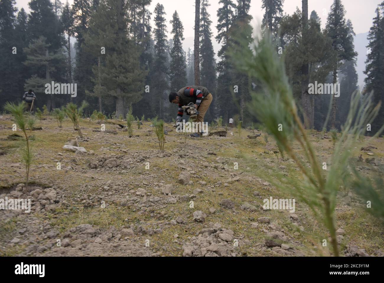 I lavoratori piantano alberi in una foresta nella zona di Drang del distretto di Baramulla, a nord di Srinagar, indiano amministrato Kashmir il 12 novembre 2020. I funzionari stanno identificando le pathes deforstrated nelle foreste e piantano gli alberi nuovi. (Foto di Muzamil Mattoo/NurPhoto) Foto Stock I lavoratori piantano alberi in una foresta nella zona di Drang del distretto di Baramulla, a nord di Srinagar, indiano amministrato Kashmir il 12 novembre 2020. I funzionari stanno identificando le pathes deforstrated nelle foreste e piantano gli alberi nuovi. (Foto di Muzamil Mattoo/NurPhoto) Foto Stock