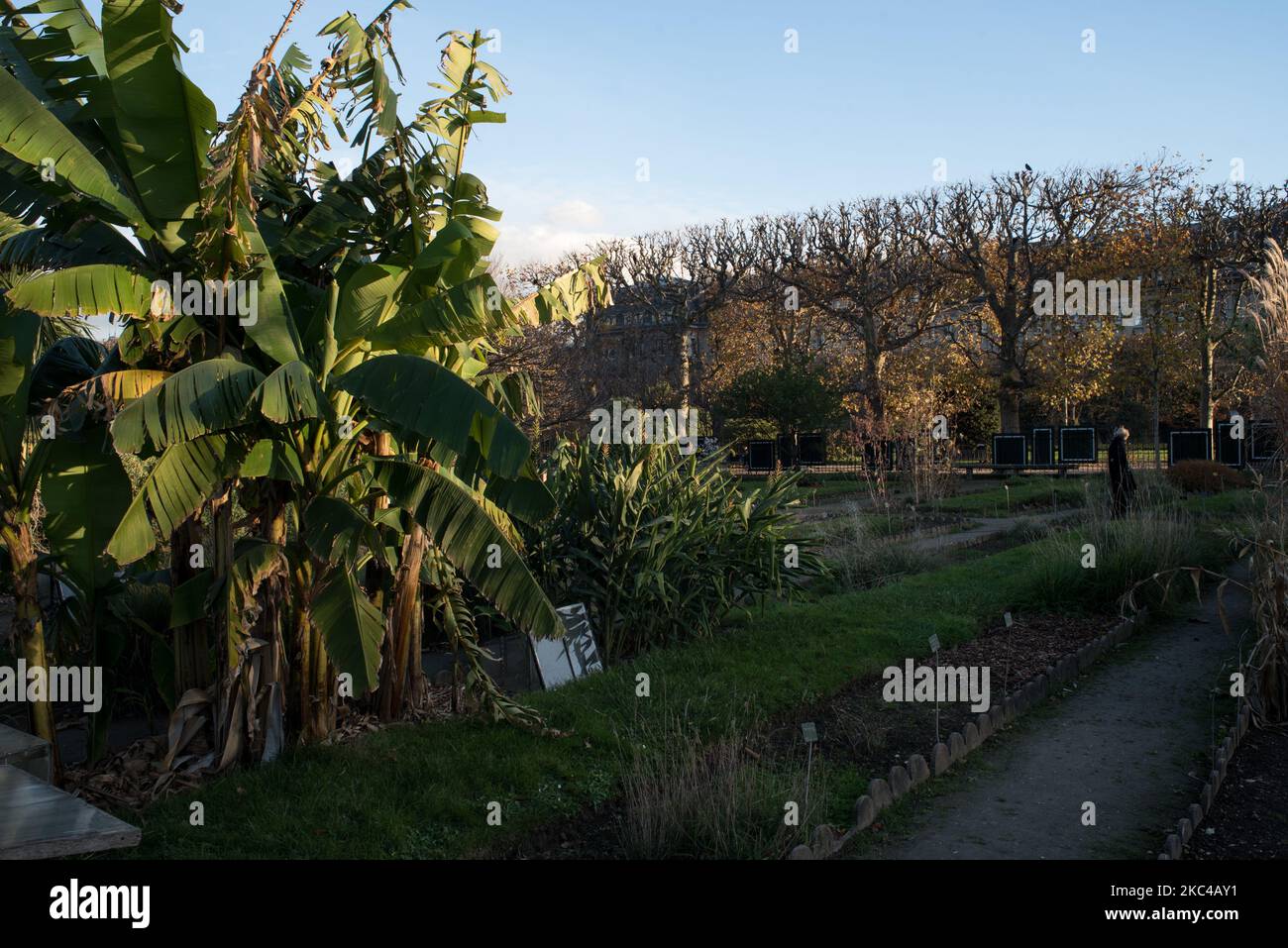 Il Jardin des Plantes a Parigi, situato nel quinto arrondissement della capitale francese, a due passi dalla Senna, è uno dei parchi urbani più antichi della Francia. Il parco rimane aperto durante il confinamento a causa della pandemia COVID-19. Parigi, 20 novembre 2020. (Foto di Andrea Savorani Neri/NurPhoto) Foto Stock