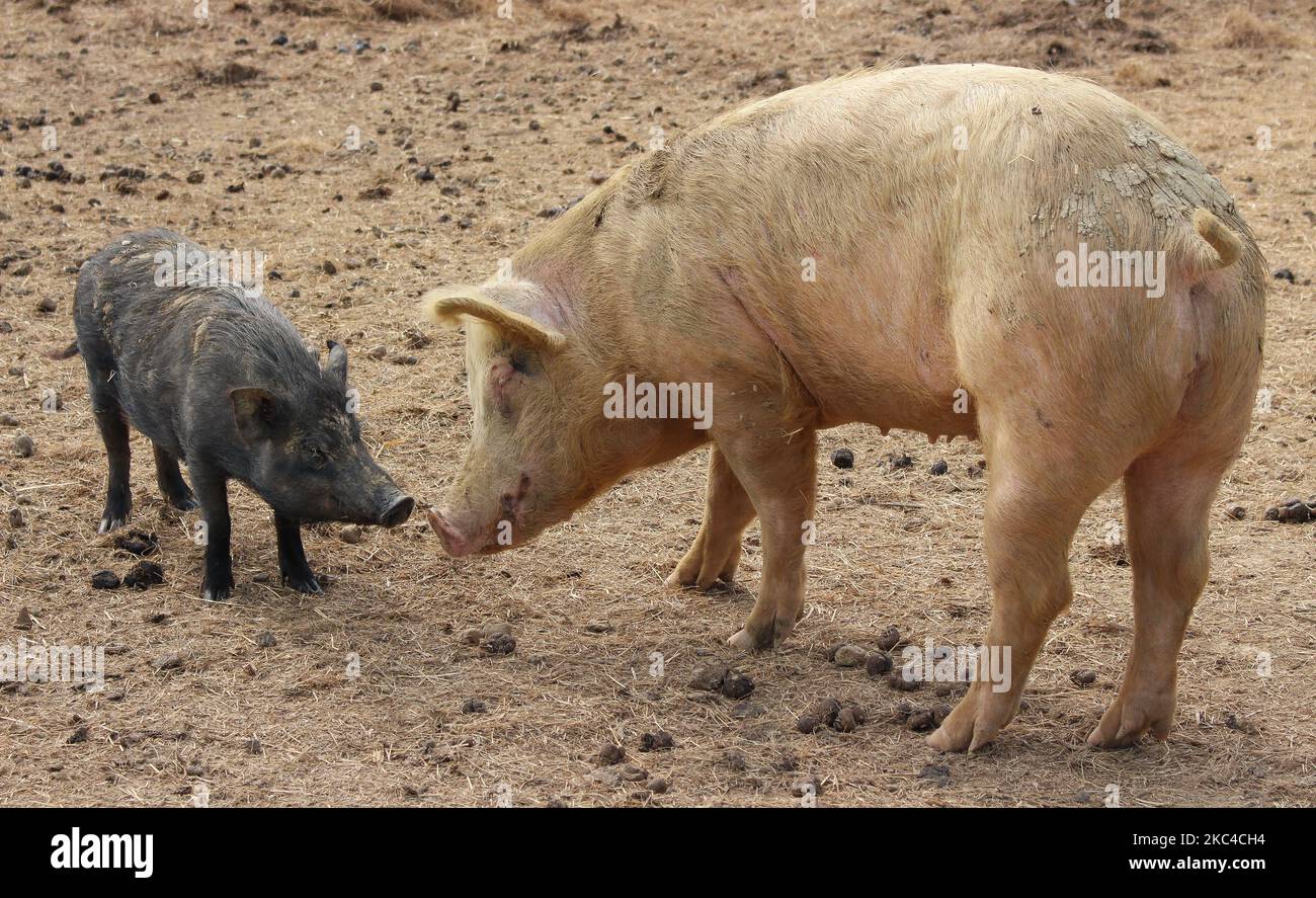 Un grosso maiale rosa e un piccolo maiale nero che toccano il naso in una fattoria fangosa Foto Stock