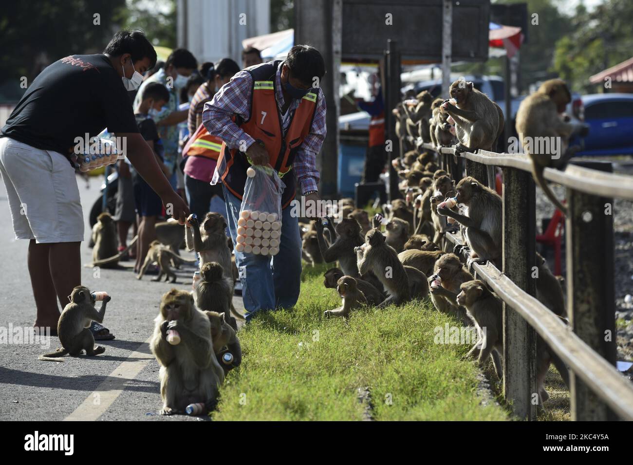 L'uomo thailandese reagisce mentre alimenta bottiglie di yogurt alle scimmie durante l'annuale festa del banchetto delle scimmie al tempio antico Phra Prang Sam Yod nella provincia di Loppuri, Thailandia, 29 novembre 2020. (Foto di Anusak Laowilas/NurPhoto) Foto Stock