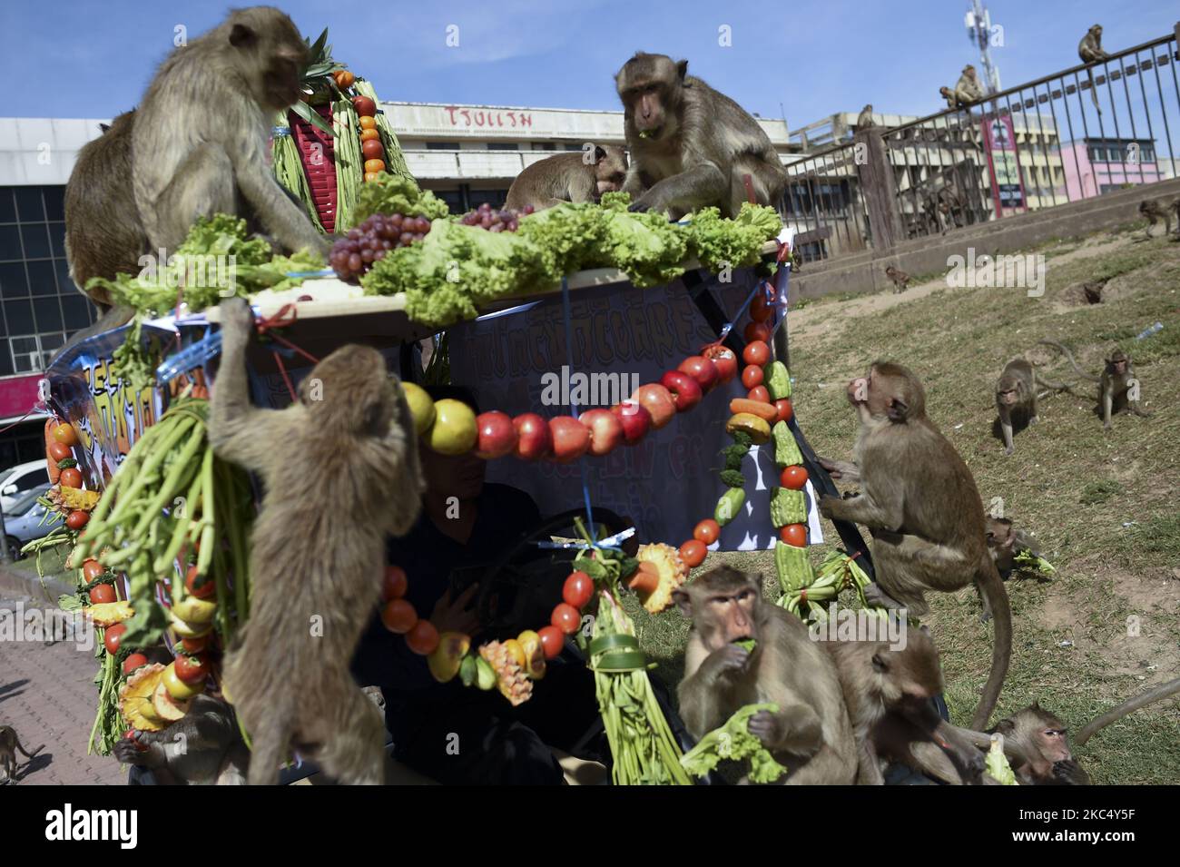 Le scimmie mangiano una varietà di frutta e verdura servita durante il Festival delle scimmie al tempio Phra Prang Sam Yod nella città di Loppuri, a nord di Bangkok, Thailandia, 29 novembre 2020. (Foto di Anusak Laowilas/NurPhoto) Foto Stock