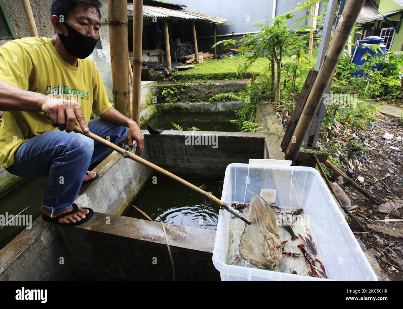 Un coltivatore che filtra l'aragosta di acqua dolce (Cherax quadricarinatus) una specie australiana nel villaggio di Mulyaharja, Bogor City, Giava occidentale, Indonesia, novembre 30; 2020. La coltivazione di aragoste d'acqua dolce è un potenziale economico e commerciale promettente, poiché la domanda continua ad aumentare sul mercato. (Foto di Adriana Adie/NurPhoto) Foto Stock