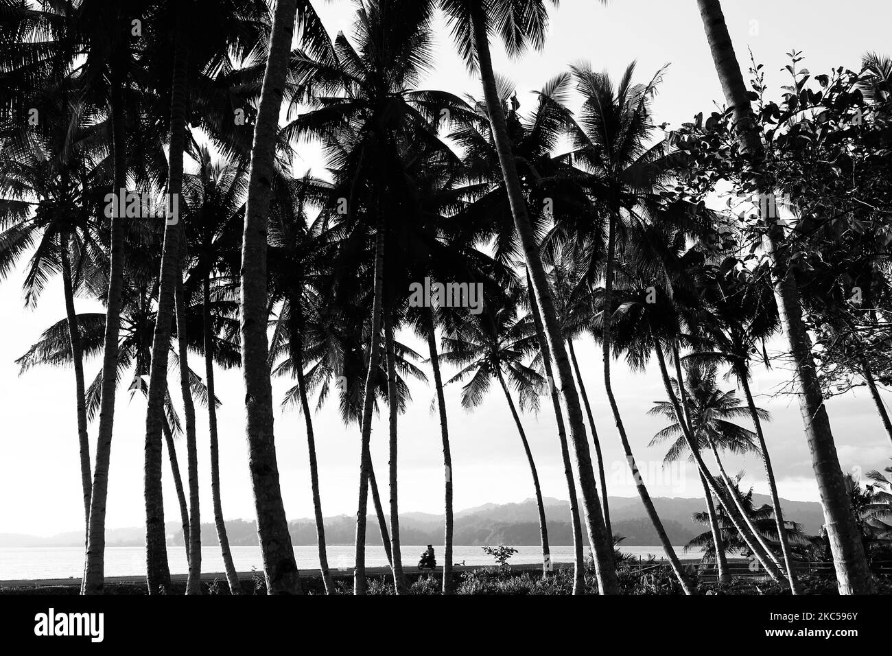 Silhouette di alberi di cocco sulla spiaggia di Bacan isola, Sud Halmahera, Maluku Nord, Indonesia. Foto Stock