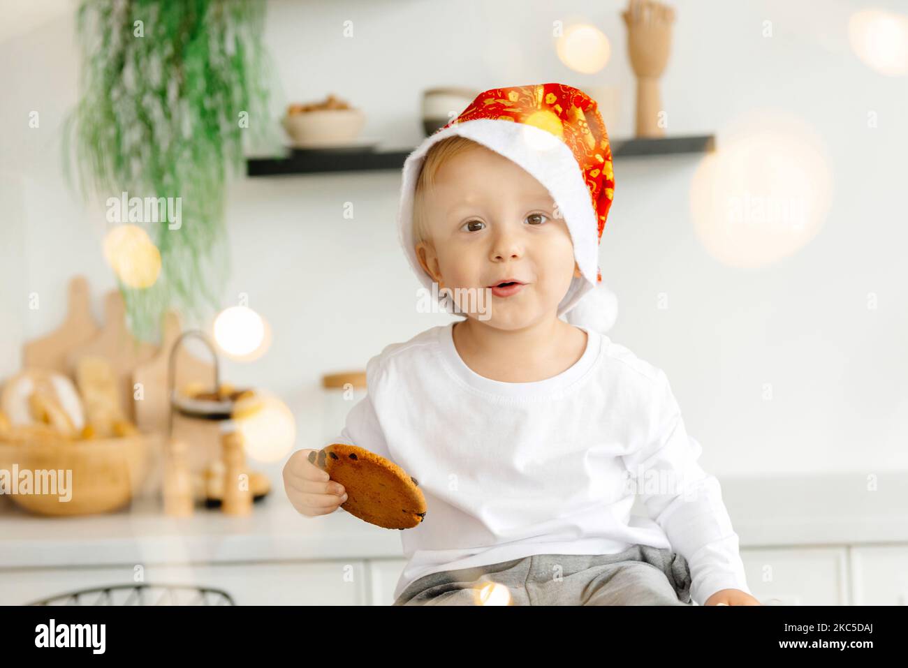 Il capretto guarda la macchina fotografica che indossa un cappello di Natale e che tiene un biscotto Foto Stock