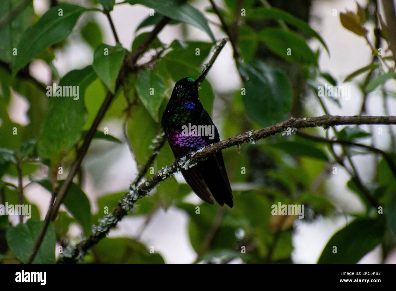 Centinaia di uccelli appartenenti alle 16 specie di colibrì che abitano il sentiero ecologico del Cerro de Monserrate nella città di Bogotá sono curati in libertà dagli operai di questo santuario, accessibile su richiesta. A Bogotá, Colombia il 03 dicembre 2020.(Foto di Vannessa Jimenez G/NurPhoto) Foto Stock