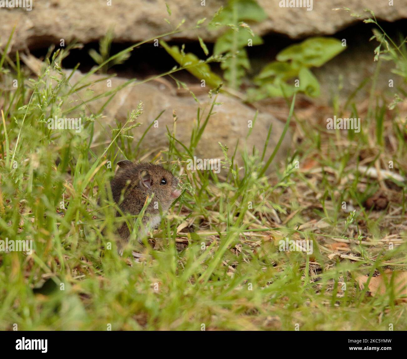 Apodemus sylvaticus Foto Stock