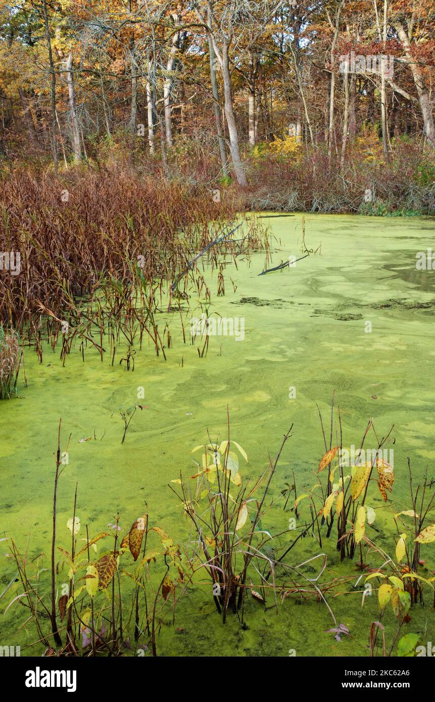 L'anatra copre la maggior parte della superficie di Mark's Pond presso la Green Valley Forest Preserve nella contea di DuPage, Illinois Foto Stock