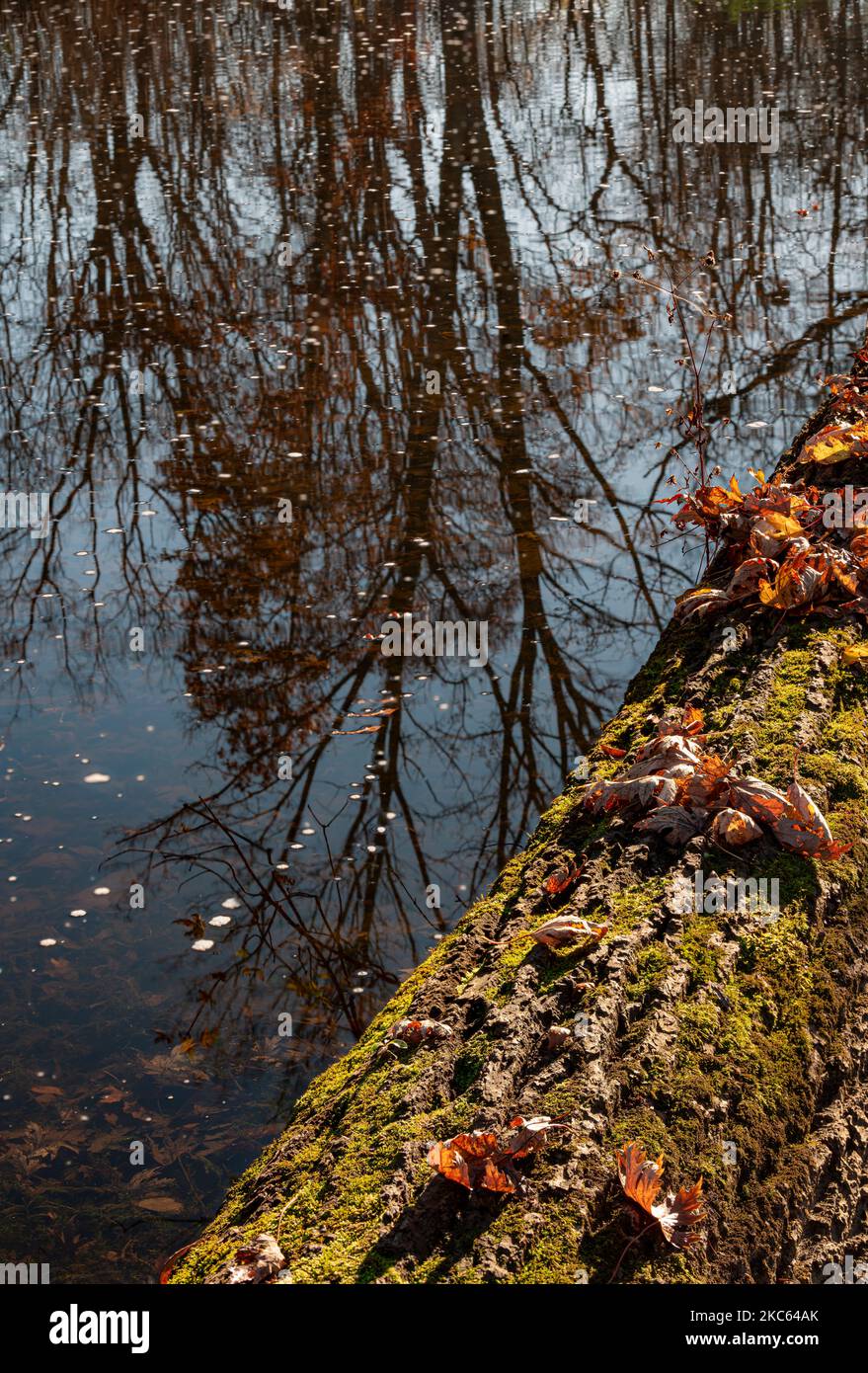 Foglie e punti di schiuma fluiscono lungo Hickory Creek e più foglie sono retroilluminate alla luce del sole di tarda mattina su un tronco coperto di muschio sulla riva del torrente, Hick Foto Stock