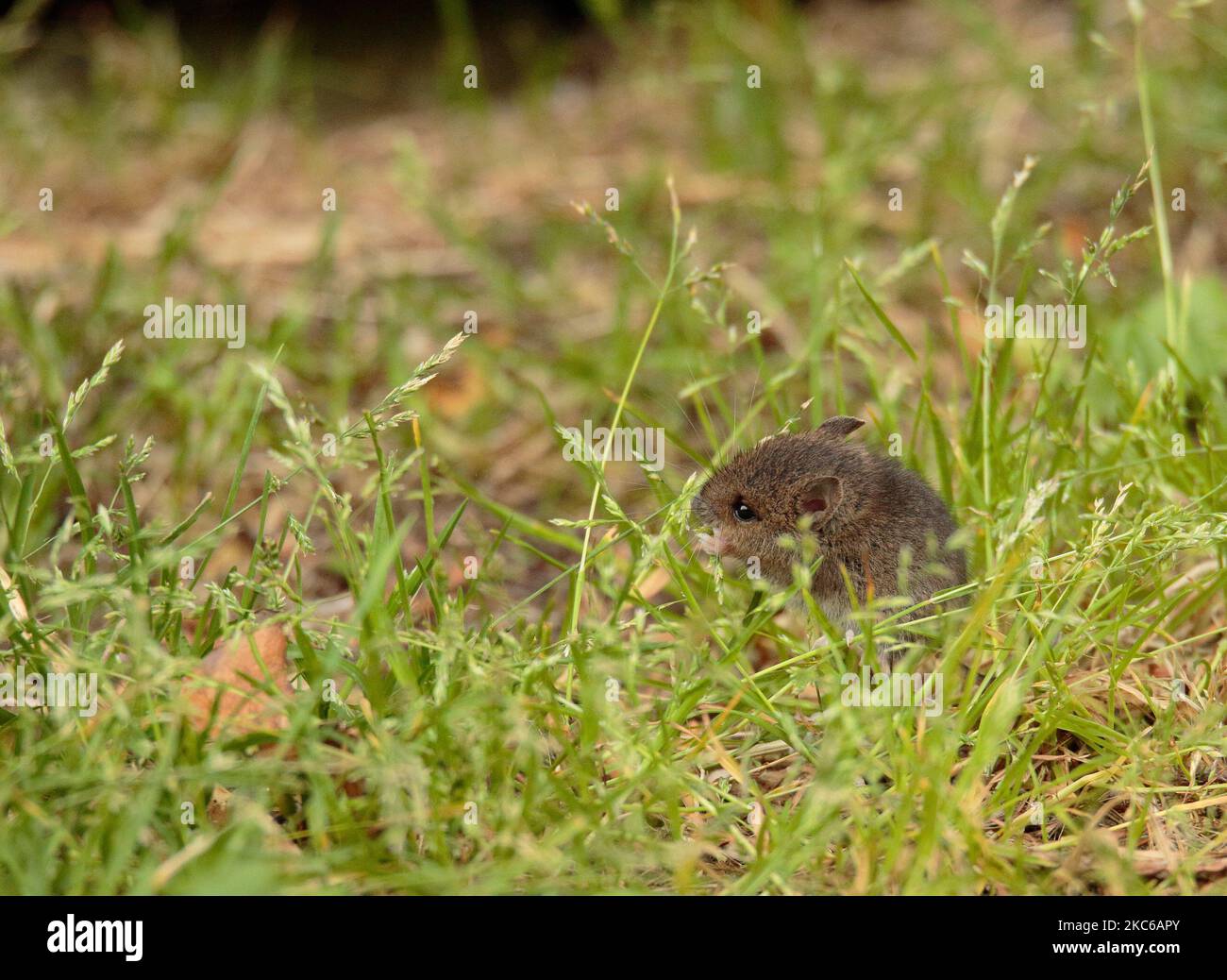 Apodemus sylvaticus Foto Stock