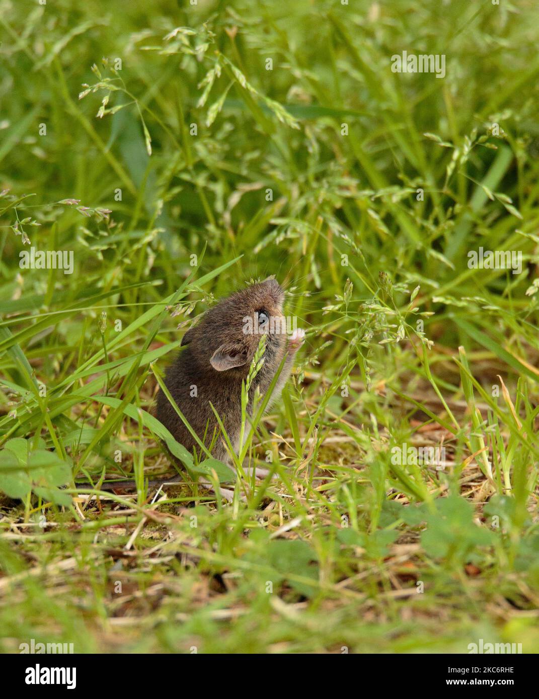 Apodemus sylvaticus Foto Stock